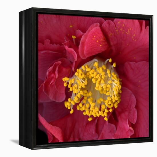 Camelia-Magda Indigo-Framed Premier Image Canvas