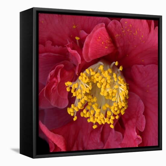 Camelia-Magda Indigo-Framed Premier Image Canvas