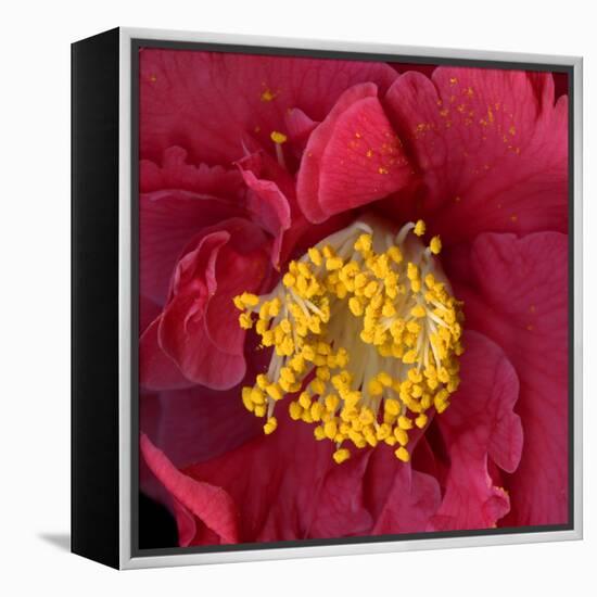 Camelia-Magda Indigo-Framed Premier Image Canvas