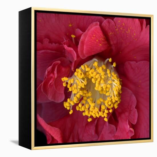 Camelia-Magda Indigo-Framed Premier Image Canvas