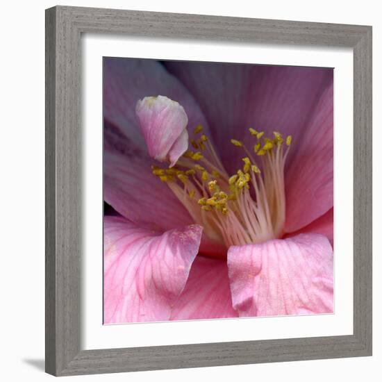 camelia-Magda Indigo-Framed Photographic Print