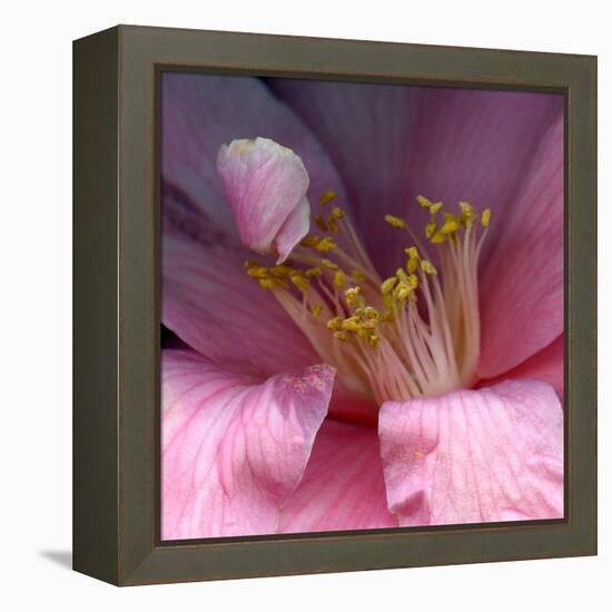 camelia-Magda Indigo-Framed Premier Image Canvas