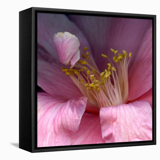 camelia-Magda Indigo-Framed Premier Image Canvas