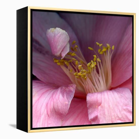 camelia-Magda Indigo-Framed Premier Image Canvas