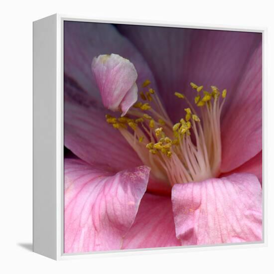 camelia-Magda Indigo-Framed Premier Image Canvas