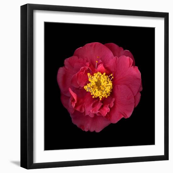 Camelia-Magda Indigo-Framed Photographic Print