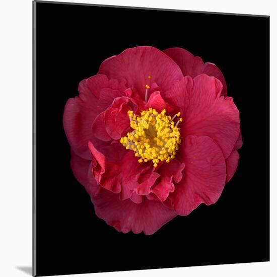 Camelia-Magda Indigo-Mounted Photographic Print