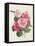 Camelias, C.1840-Augusta Innes Withers-Framed Premier Image Canvas