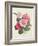 Camelias, C.1840-Augusta Innes Withers-Framed Giclee Print