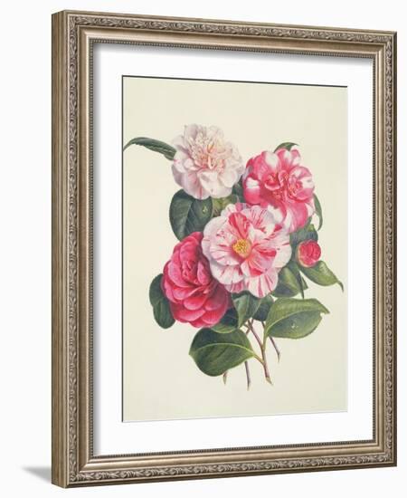 Camelias, C.1840-Augusta Innes Withers-Framed Giclee Print