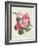 Camelias, C.1840-Augusta Innes Withers-Framed Giclee Print