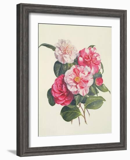 Camelias, C.1840-Augusta Innes Withers-Framed Giclee Print