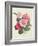 Camelias, C.1840-Augusta Innes Withers-Framed Giclee Print