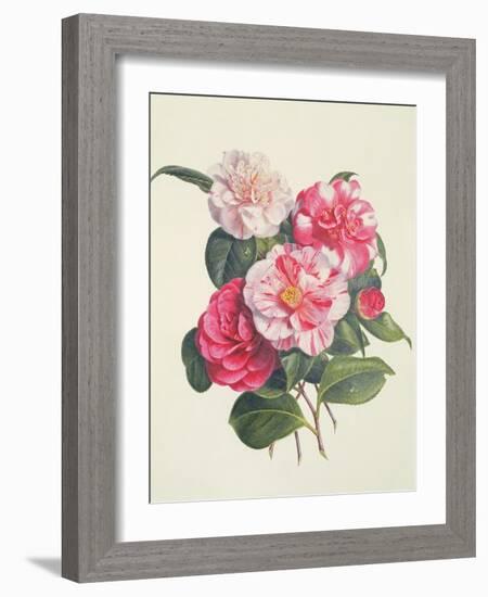 Camelias, C.1840-Augusta Innes Withers-Framed Giclee Print