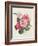 Camelias, C.1840-Augusta Innes Withers-Framed Giclee Print