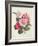 Camelias, C.1840-Augusta Innes Withers-Framed Giclee Print
