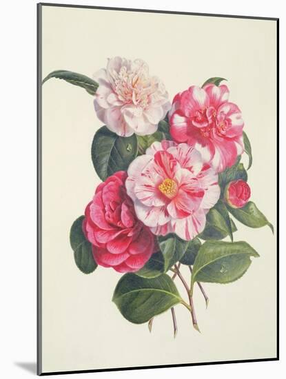 Camelias, C.1840-Augusta Innes Withers-Mounted Giclee Print