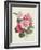 Camelias, C.1840-Augusta Innes Withers-Framed Giclee Print