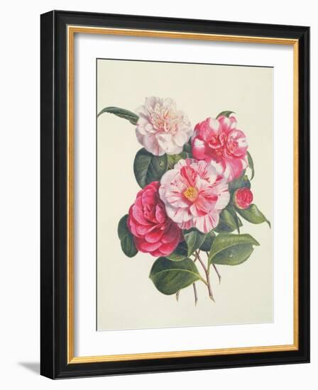 Camelias, C.1840-Augusta Innes Withers-Framed Giclee Print