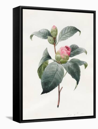 Camellia, 1826-Louise D'Orleans-Framed Premier Image Canvas