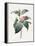 Camellia, 1826-Louise D'Orleans-Framed Premier Image Canvas