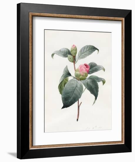 Camellia, 1826-Louise D'Orleans-Framed Giclee Print