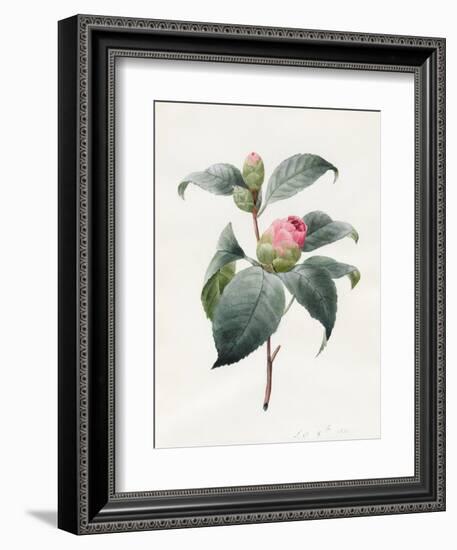 Camellia, 1826-Louise D'Orleans-Framed Giclee Print