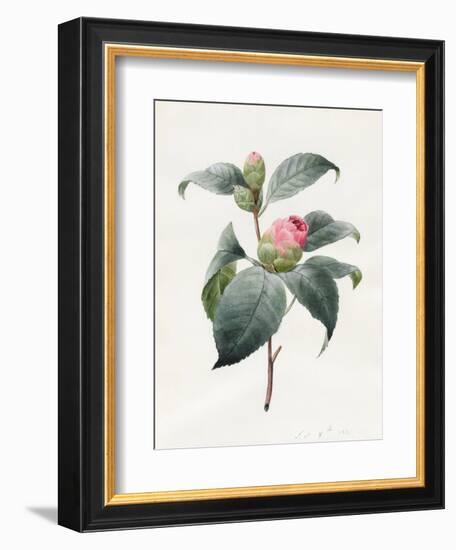 Camellia, 1826-Louise D'Orleans-Framed Giclee Print