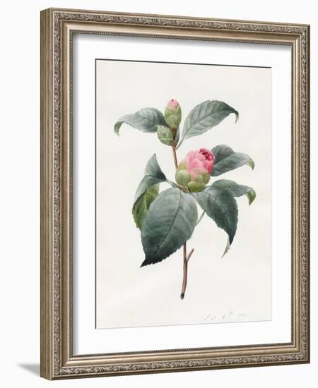 Camellia, 1826-Louise D'Orleans-Framed Giclee Print