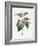 Camellia, 1826-Louise D'Orleans-Framed Giclee Print