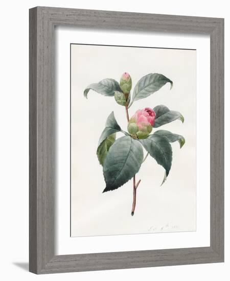 Camellia, 1826-Louise D'Orleans-Framed Giclee Print