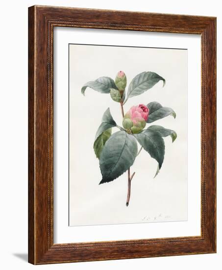 Camellia, 1826-Louise D'Orleans-Framed Giclee Print