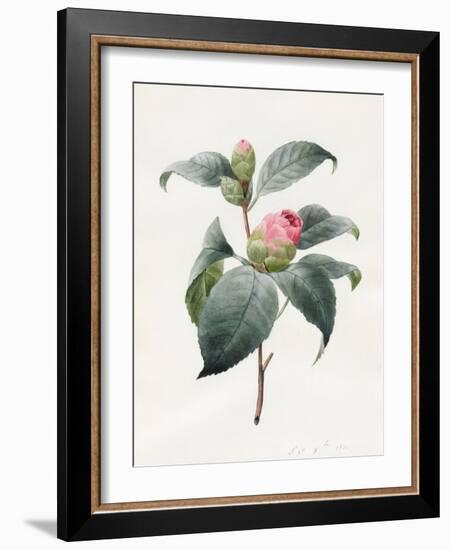 Camellia, 1826-Louise D'Orleans-Framed Giclee Print