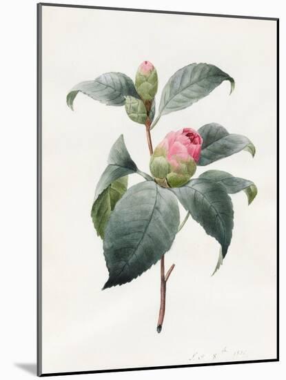 Camellia, 1826-Louise D'Orleans-Mounted Giclee Print