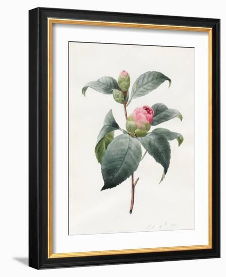 Camellia, 1826-Louise D'Orleans-Framed Giclee Print