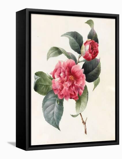 Camellia, 1827-Louise D'Orleans-Framed Premier Image Canvas