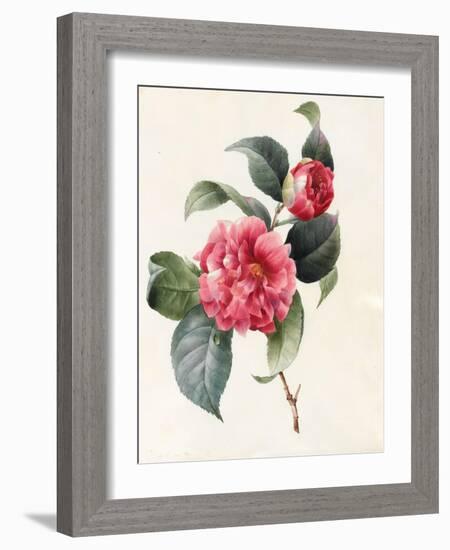 Camellia, 1827-Louise D'Orleans-Framed Giclee Print