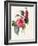 Camellia, 1827-Louise D'Orleans-Framed Giclee Print