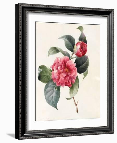 Camellia, 1827-Louise D'Orleans-Framed Giclee Print