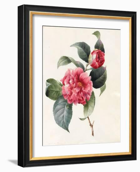 Camellia, 1827-Louise D'Orleans-Framed Giclee Print