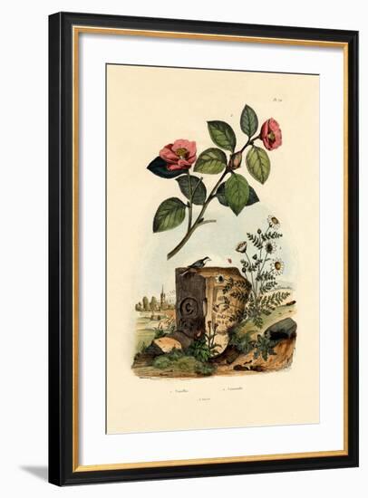 Camellia, 1833-39-null-Framed Giclee Print