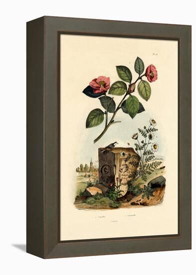 Camellia, 1833-39-null-Framed Premier Image Canvas