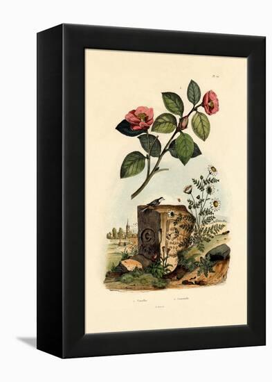 Camellia, 1833-39-null-Framed Premier Image Canvas