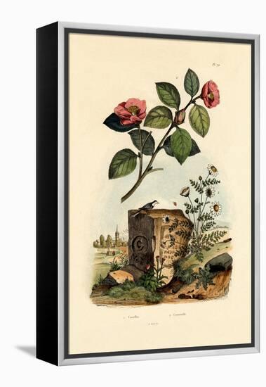 Camellia, 1833-39-null-Framed Premier Image Canvas