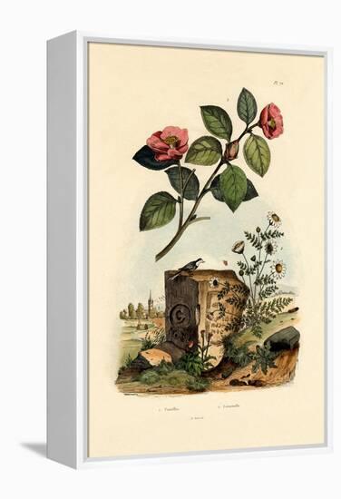 Camellia, 1833-39-null-Framed Premier Image Canvas