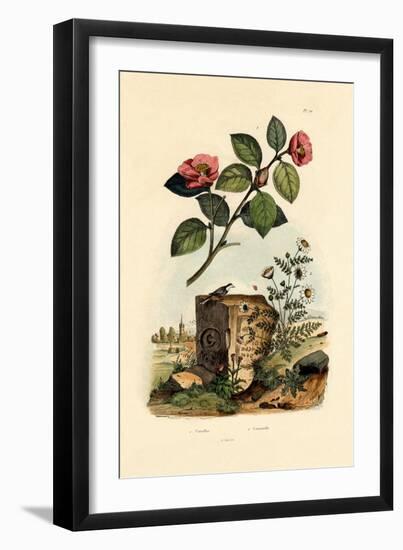 Camellia, 1833-39-null-Framed Giclee Print