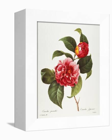 Camellia, 1833-null-Framed Premier Image Canvas