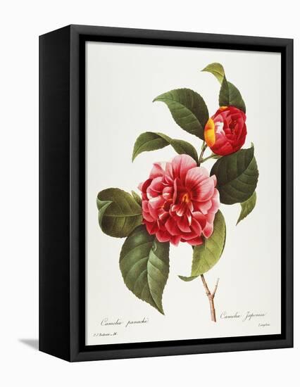 Camellia, 1833-null-Framed Premier Image Canvas