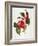 Camellia, 1833-null-Framed Giclee Print