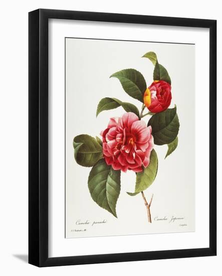 Camellia, 1833-null-Framed Giclee Print